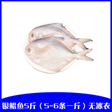  百仙岛 生冻银鲳鱼5斤（5-6条一斤）装 无冰衣