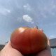 农家自产 围场碱地绿腚铁皮西红柿 （现采现发7日内发货）