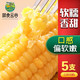 鲜食云谷 【高品质】东北甜糯黄玉米真空包装5支装250g+/支非转基因