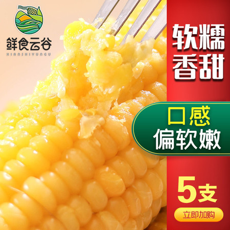 鲜食云谷 【高品质】东北甜糯黄玉米真空包装5支装250g+/支非转基因图片