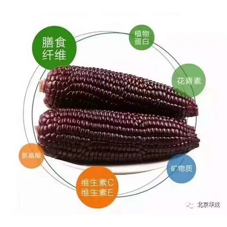 蒙粮达 【鄂尔多斯·助农食品】2023年内蒙古大树湾特色蒙粮达黑玉米220克图片