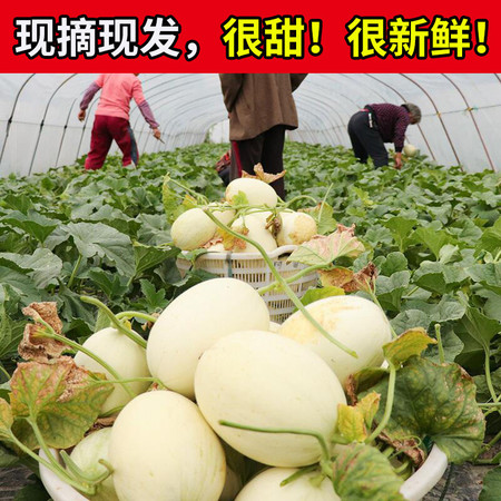 只做精品现摘上海南汇玉菇甜瓜水果新鲜香瓜应季绿哈密瓜蜜瓜2/5/10斤【飞哥美食】