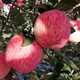 【冰糖心】新鲜红富士苹果丑苹果现摘新鲜苹果水果1/5/10斤【飞哥美食】