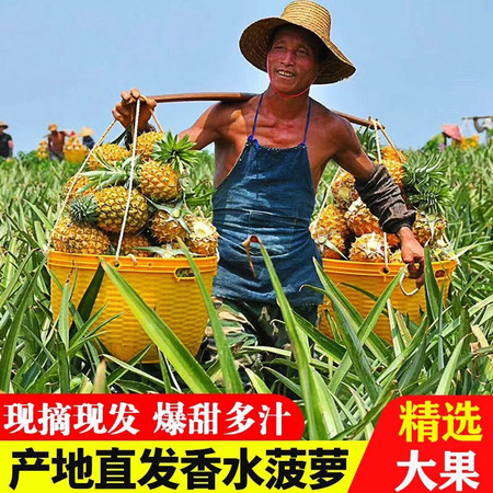 【9斤】广东徐闻香水菠萝 水果精品应季超甜新鲜水果非台湾凤梨【小老头美食】图片