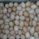 荷郡 散养草鸡蛋一枚(仅限南京地区现场销售其他地区勿拍，线下活动非现场下单不发货)