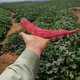 农家自产 攀枝花仁和区西瓜红红薯