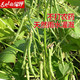 陕北农家特产绿豆五谷杂粮2.5kg绿豆布袋