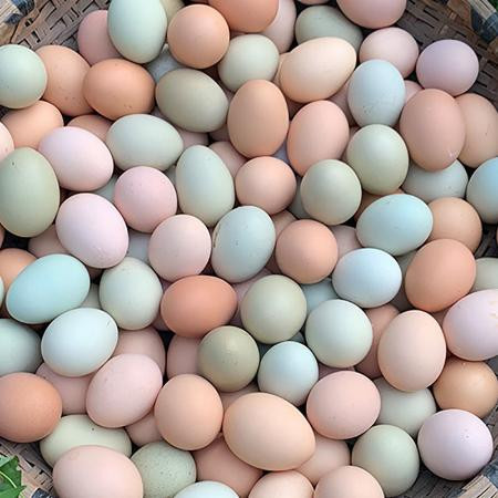 当日鲜初产蛋土鸡蛋绿壳蛋混装农村散养柴草绿壳鸡蛋1040枚