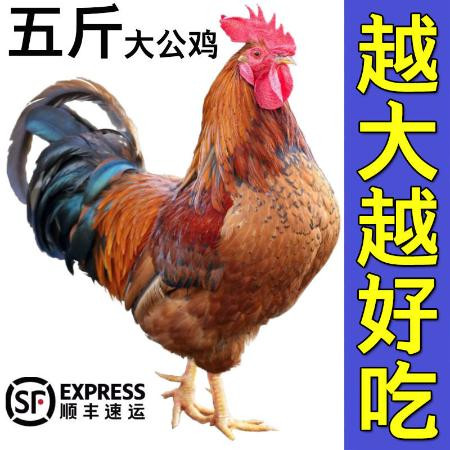 山东大公鸡现杀土公鸡农村散养老公鸡杂粮喂养新鲜鸡肉公鸡整鸡