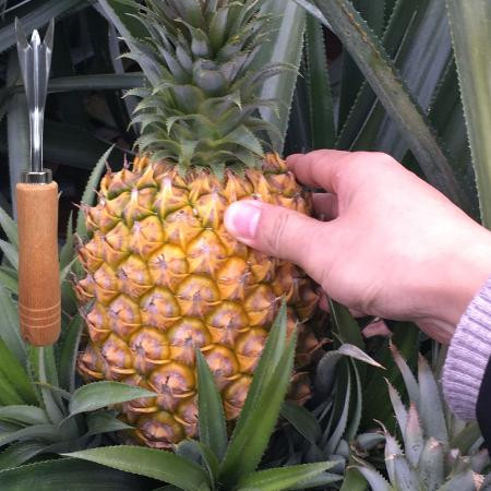 【10斤】海南新鲜大菠萝手撕香水菠萝凤梨水果8斤/5斤/2个装图片
