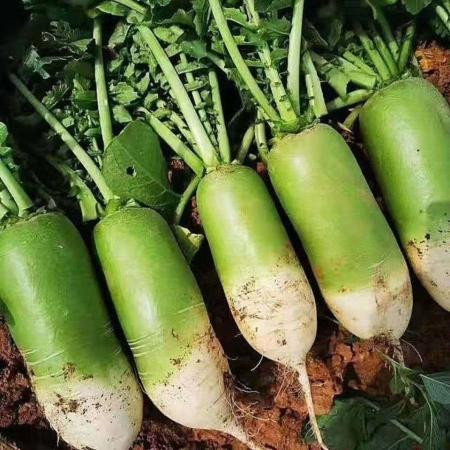 10斤河南特产青萝卜农家自种白萝卜绿色蔬菜非水果胡萝卜2斤5斤图片