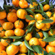 南丰蜜橘小桔子比沙糖桔薄皮酸甜当季新鲜水果孕妇砂糖橘子批发