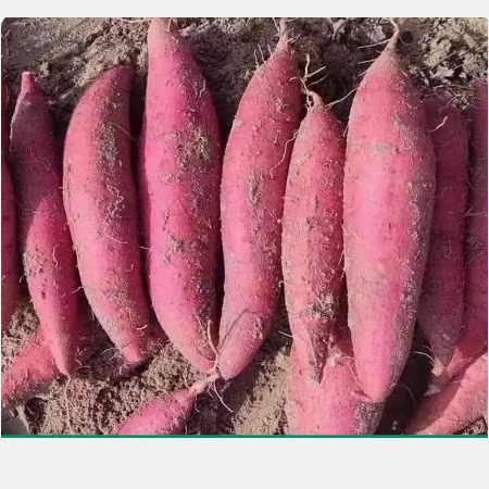 农家自产 西充有机红薯12kg装