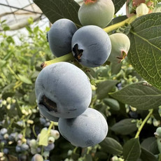 农家自产 云南通海特产蓝莓绿宝石混果