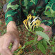 东固山 晒干深山野生金银花茶叶干花清热茶纯天然茶100克包邮