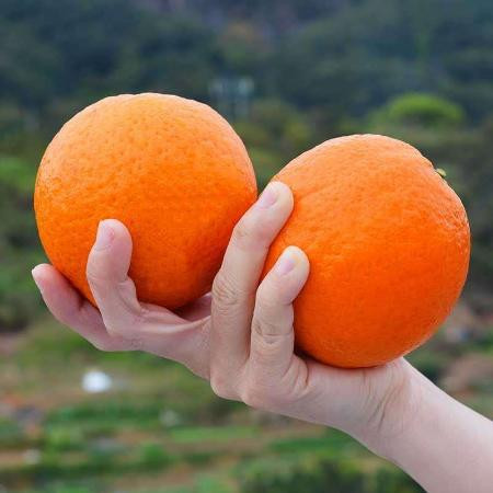 【包甜不酸】纽荷尔脐橙新鲜橙子孕妇高山甜橙子非血橙赣南脐橙图片