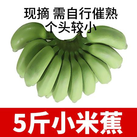 【现摘泡沫箱】广西小米蕉应季新鲜水果9/3/5斤小香蕉芭蕉皇帝蕉