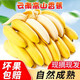 【无催熟剂】广西高山甜香蕉自然熟应季新鲜水果现摘非小米蕉