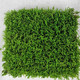 【鲜活发货】青苔苔藓微景观植物现采新鲜活绿植草皮草坪盆景造景