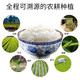 八宝贡 云南文山八宝贡长粒香软米 家米 一季稻新米