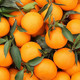 大牛哥 爱媛38号果冻橙新鲜孕妇水果当季手剥橙子甜橘子【大均良品】