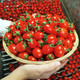 大牛哥 圣女果小番茄新鲜水果生吃超甜小西红柿当季孕妇水果【大均良品】