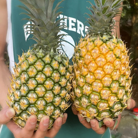 大牛哥 香水菠萝热带新鲜孕妇水果整箱包邮/10斤礼盒装