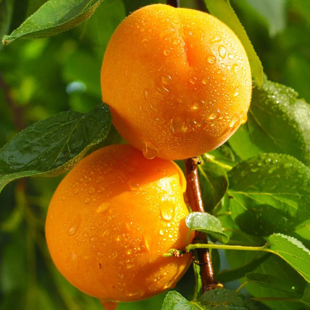 大牛哥 新鲜陕西金太阳大黄杏子当季应季孕妇水果包邮图片