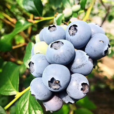 大牛哥 辽宁丹东蓝莓新鲜鲜果当季水果宝宝孕妇辅食包邮