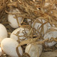 襄 咪 【6枚/12枚】正宗新鲜土鹅蛋农家散养种蛋 孕妇宝宝的营养品