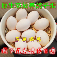 佳怡康新鲜鸽子蛋20枚 农家散养鸽子 孕妇宝宝辅食