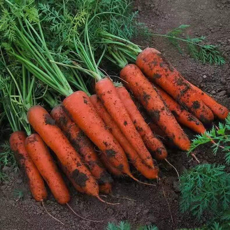 【9斤超值】新鲜蔬菜农家自种现挖带泥水果胡萝卜新鲜 现挖红萝卜