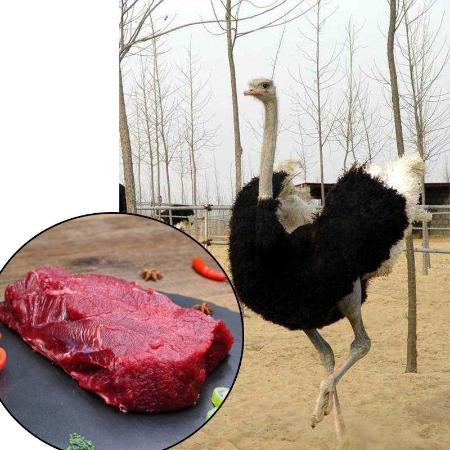 農家散養鴕鳥肉新鮮現殺腿肉去筋膜純精肉酒店食材鴕鳥排骨心頭翅