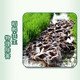 农天园  南陵大米-稻鸭米2.5千克自然清香