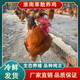 农家自产 淮南草鸡林下散养鸡  正宗新鲜土公鸡4.5斤  肉质紧实