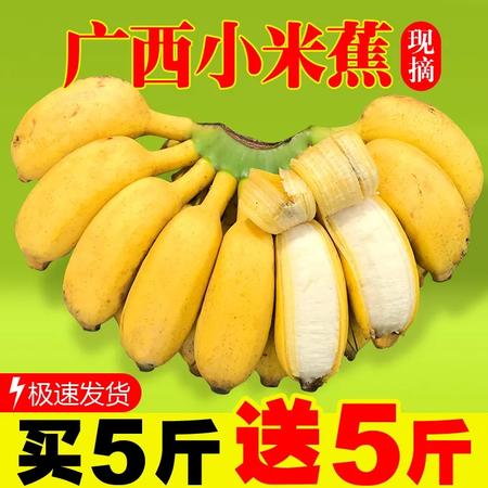 【泡沫箱】广西小米蕉10斤当季新鲜水果包邮5斤3小香蕉皇帝焦10斤