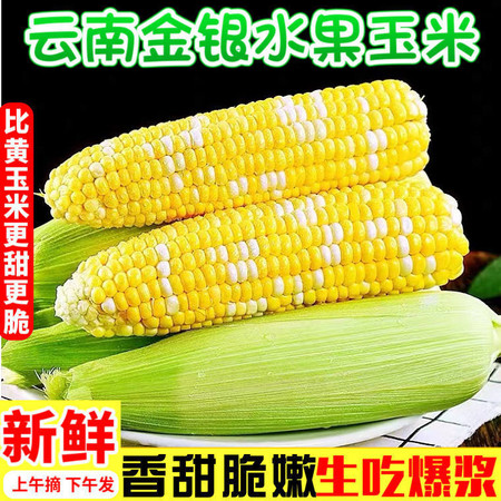 义江缘 云南金银水果玉米甜玉米嫩玉米新鲜玉米生吃爆浆整箱