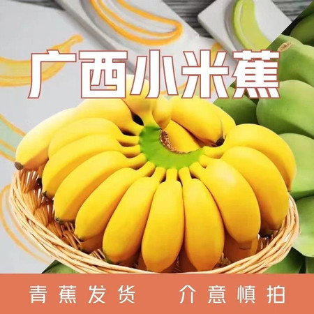 义江缘 广西小米蕉当季新鲜水果包邮整箱图片
