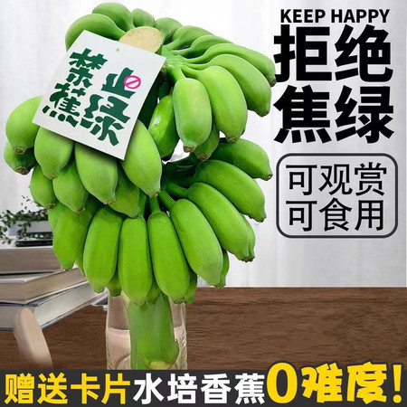 义江缘 禁止蕉绿整串带杆芭蕉办公室水培小米香蕉新鲜插花绿植图片