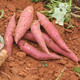 义江缘 六鳌红薯新鲜地瓜番薯农家自种沙地糖心蜜薯小山芋