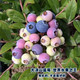 农家自产 【脆甜多汁】西昌农家种植采摘新鲜蓝莓