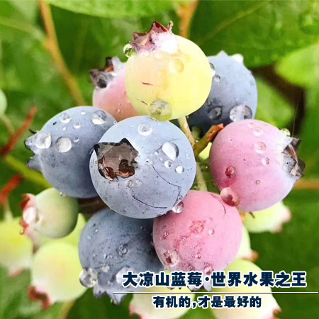 农家自产 【脆甜多汁】西昌农家种植采摘新鲜蓝莓图片