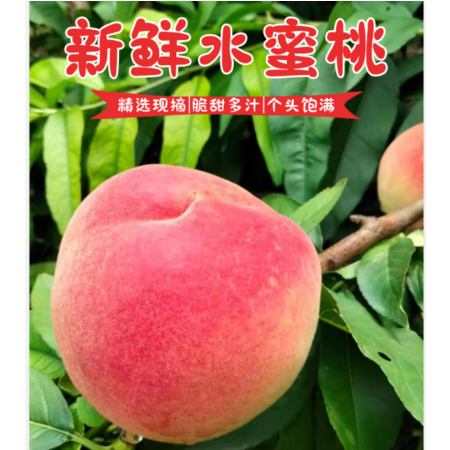 红梅水蜜桃（单个重量约为8两）京津冀专享