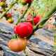  【鲜美烟台限量供应】海阳原产地普罗旺斯西红柿 酸甜水多 农家自产