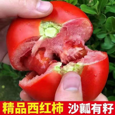 东义老王头 沙瓤西红柿