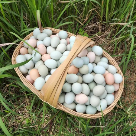 溢康尚品 【遂宁直播】绿壳土鸡蛋30枚