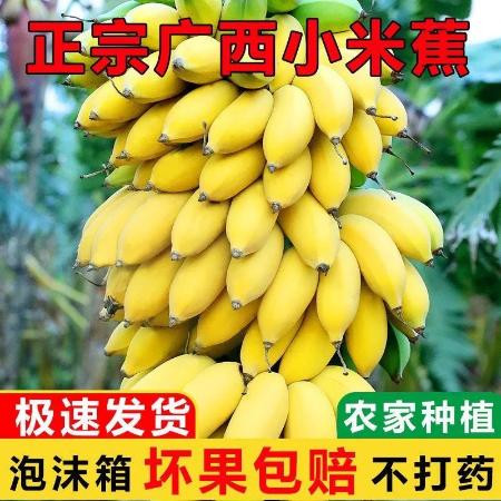 【9斤】正宗广西小米蕉当季新鲜水果整箱小香蕉农家自种批发【小老头美食】图片