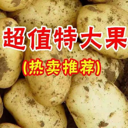 10斤新鲜黄心土豆批发大马铃薯小土豆现挖现发蔬菜【小老头美食】