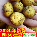 蒲骚 现挖现发黄心小土豆农家自种新鲜洋芋高山马铃薯3-5-9斤