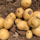 蒲骚 现挖现发黄心小土豆农家自种新鲜5斤洋芋高山马铃薯